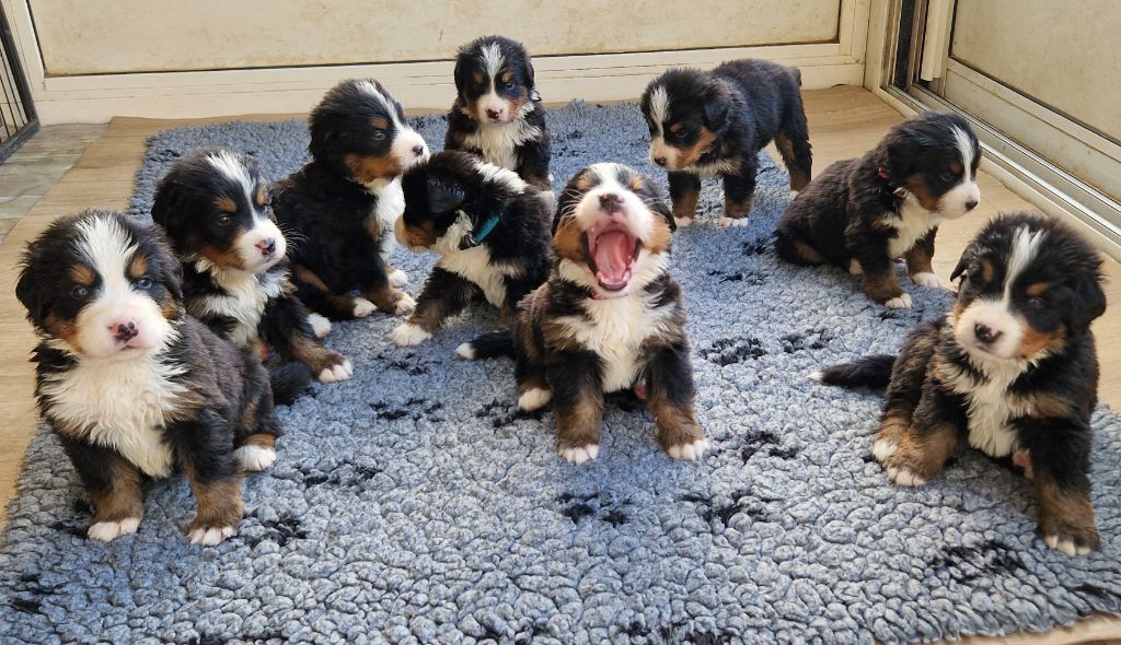 La vallée de l'echiquier - Les chiots ont 4 semaines 