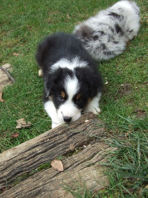 des Terres de Tulicaine - Les chiots ont 7 semaines ! 