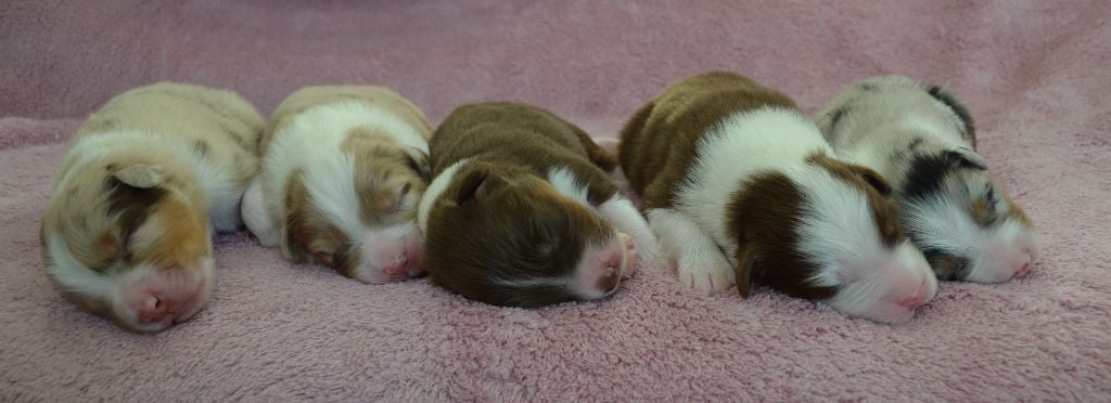 Chiot Berger Australien des Terres de Tulicaine