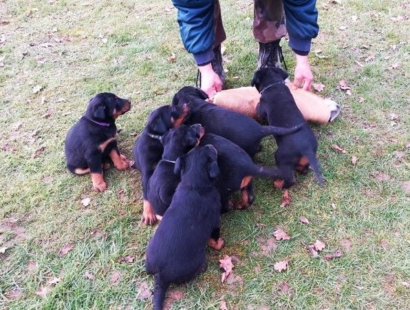 Chiot Berger de Beauce de vag-ner's mémory