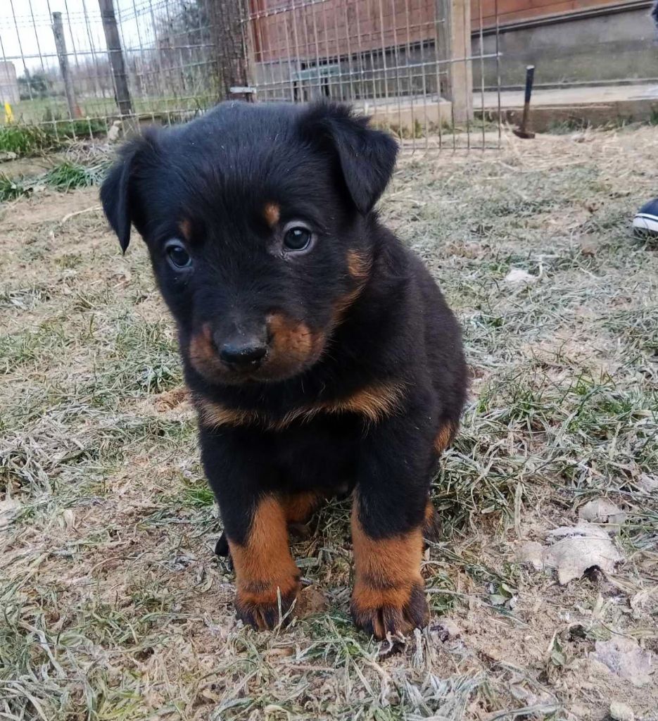 de vag-ner's mémory - Chiots disponibles - Berger de Beauce