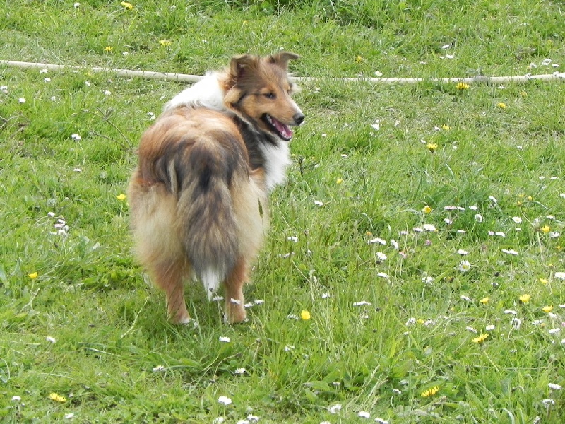 du Cèdre Enchanté - Shetland Sheepdog - Portée née le 12/09/2013