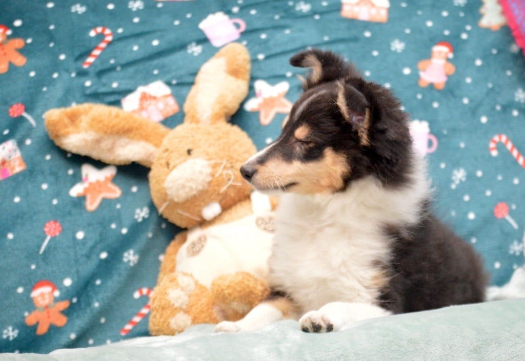 du Cèdre Enchanté - Shetland Sheepdog - Portée née le 21/09/2024