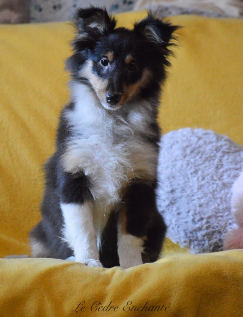 du Cèdre Enchanté - Shetland Sheepdog - Portée née le 02/10/2024