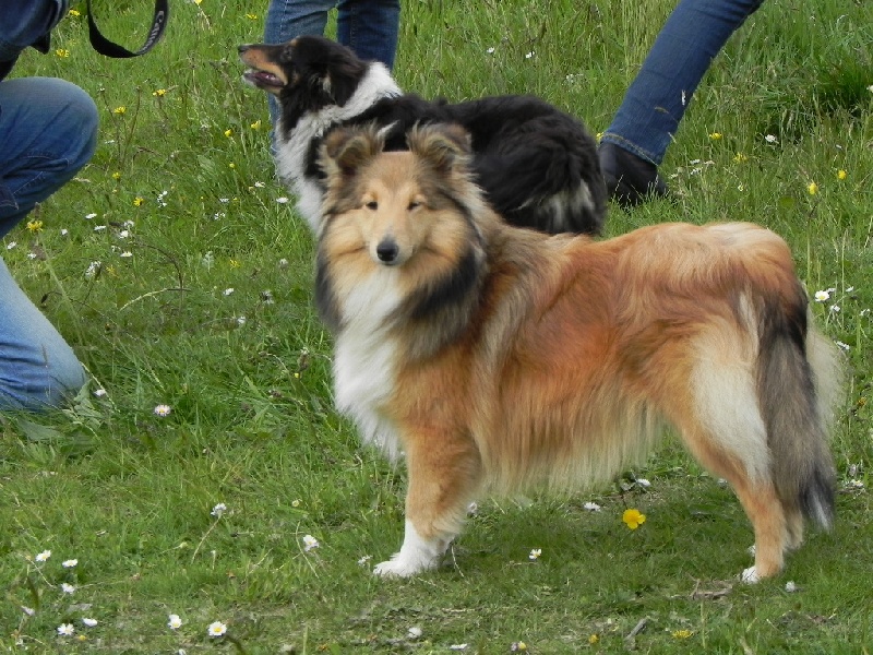 du Cèdre Enchanté - Shetland Sheepdog - Portée née le 06/08/2013