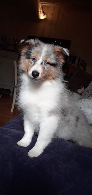 du Cèdre Enchanté - Shetland Sheepdog - Portée née le 10/12/2019