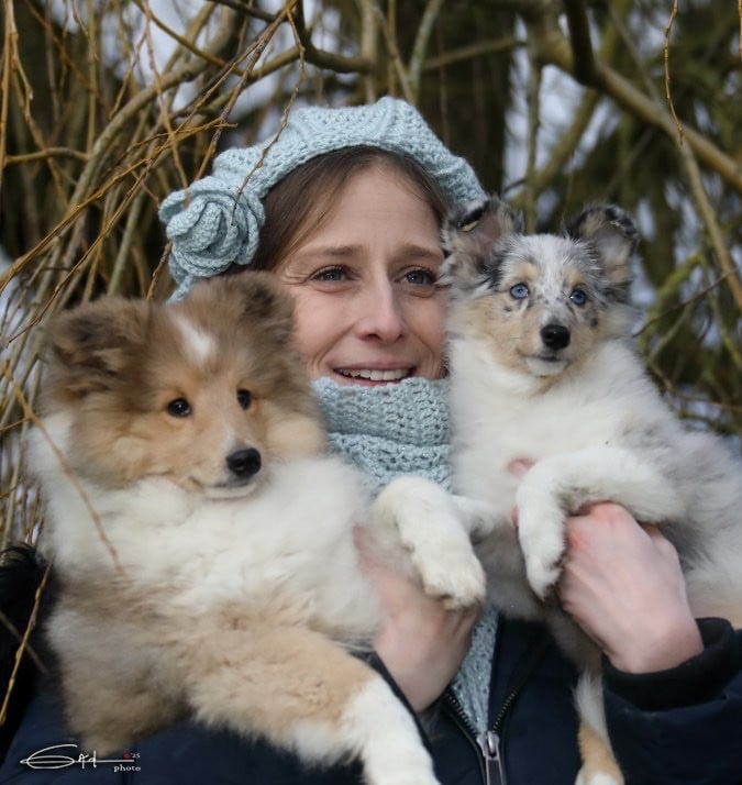 du Cèdre Enchanté - Shetland Sheepdog - Portée née le 26/09/2024