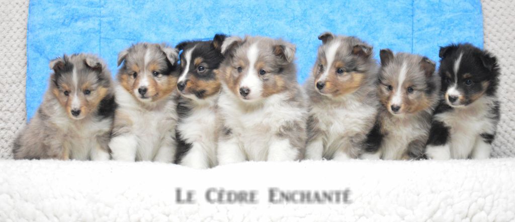 du Cèdre Enchanté - Shetland Sheepdog - Portée née le 20/11/2021