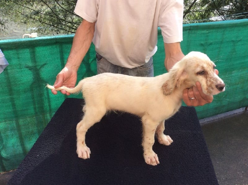 du ker de l'isle - Chiots disponibles - Setter Anglais