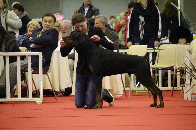 de la Croix d'Atal - Jinkho et Tika au CACIB d'Angers 2015