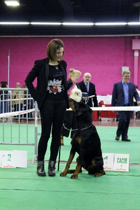 de la Croix d'Atal - Jinkho CACS CACIB et Meilleur de race Angers 2016