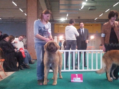 de la Croix d'Atal - Ilya 1ère EXC Meilleur Jeune CACIB Nantes 2013