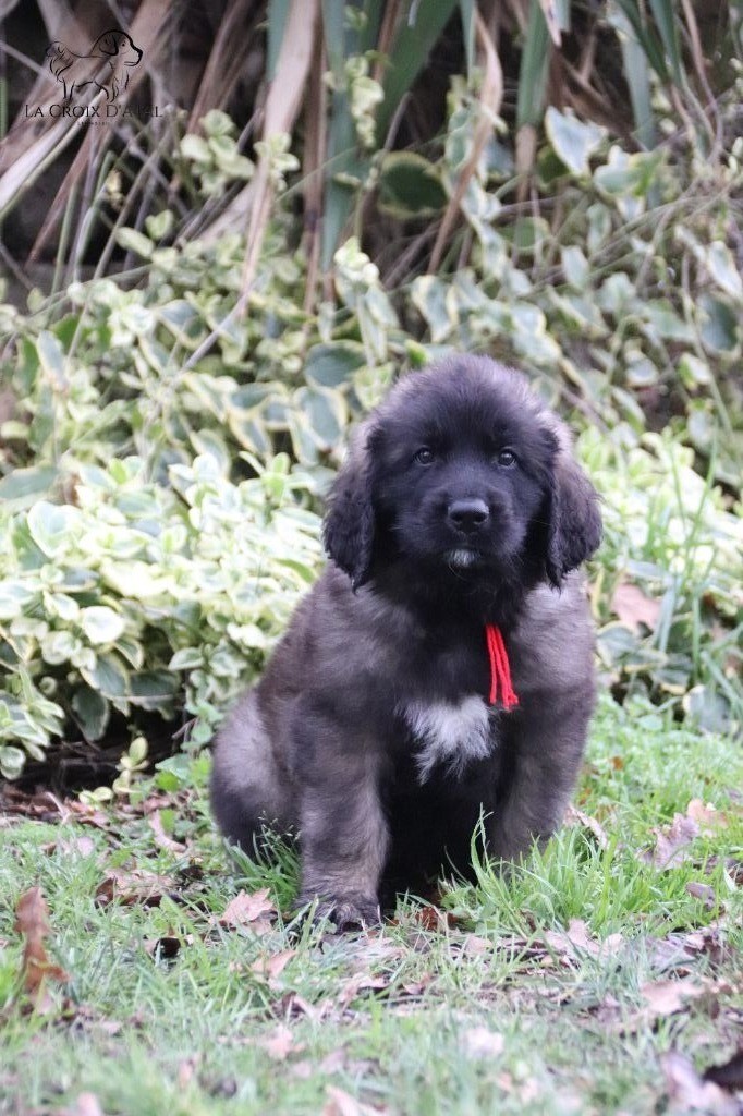 de la Croix d'Atal - Leonberger - Portée née le 10/11/2022