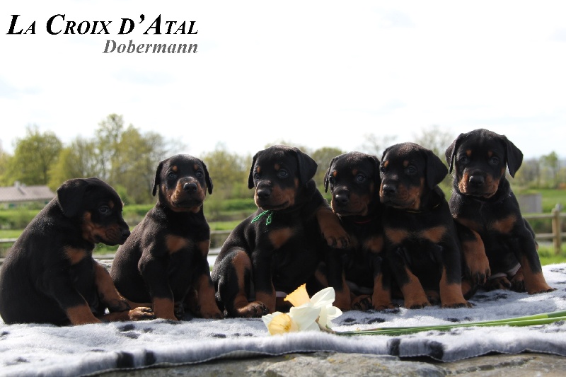 de la Croix d'Atal - Dobermann - Portée née le 08/03/2014