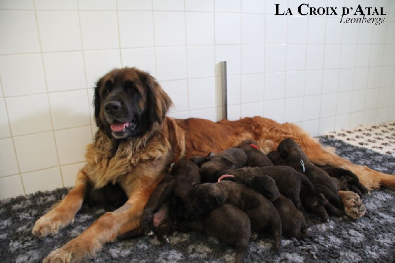 de la Croix d'Atal - Leonberger - Portée née le 06/07/2015