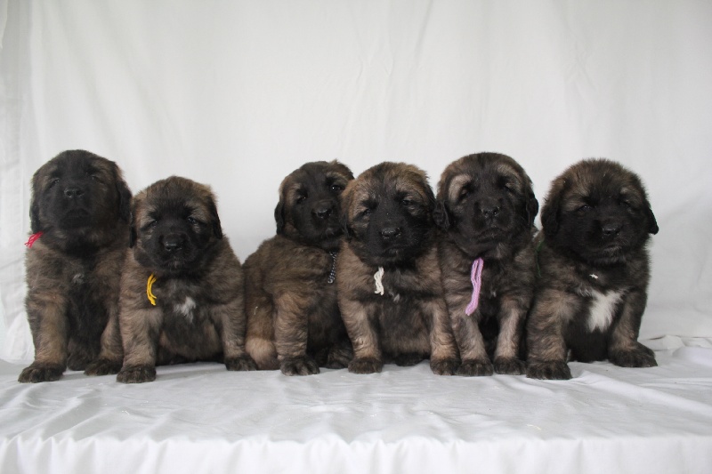 de la Croix d'Atal - Leonberger - Portée née le 11/03/2013