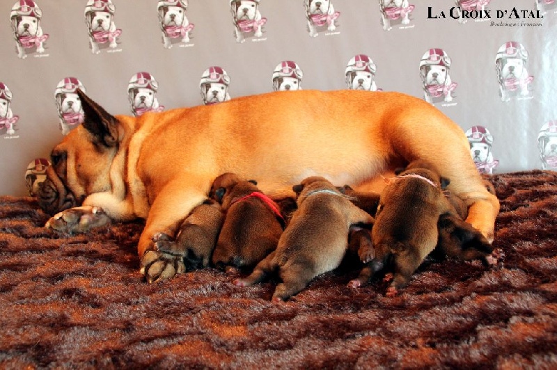 Chiot Bouledogue français de la Croix d'Atal