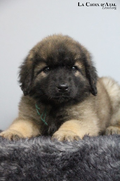 de la Croix d'Atal - Leonberger - Portée née le 18/11/2015