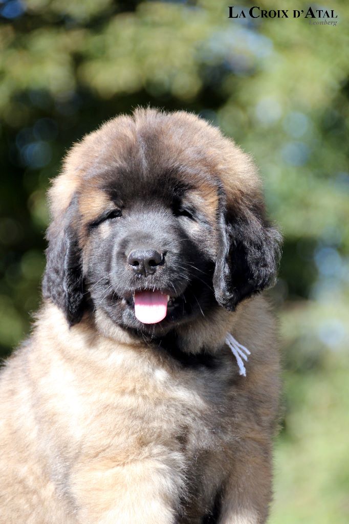 de la Croix d'Atal - Leonberger - Portée née le 03/08/2018