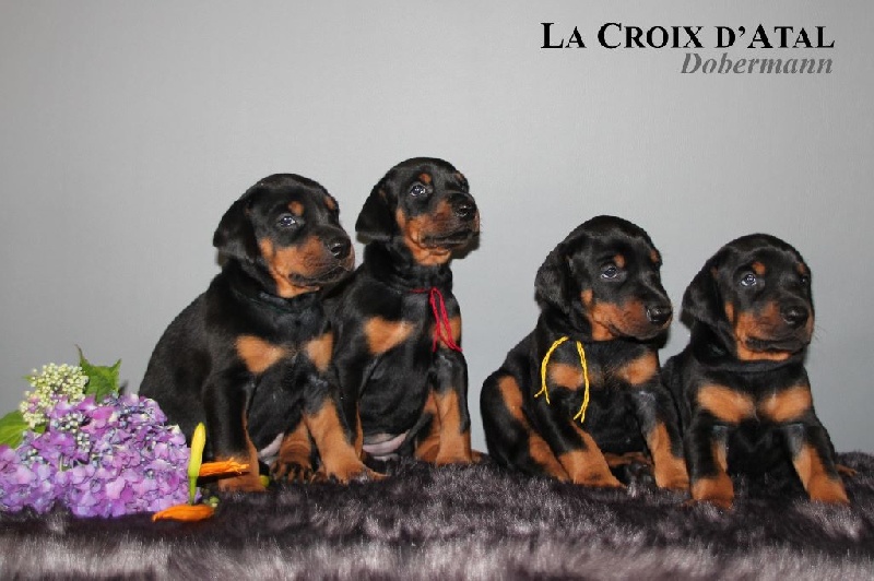 de la Croix d'Atal - Dobermann - Portée née le 27/06/2014