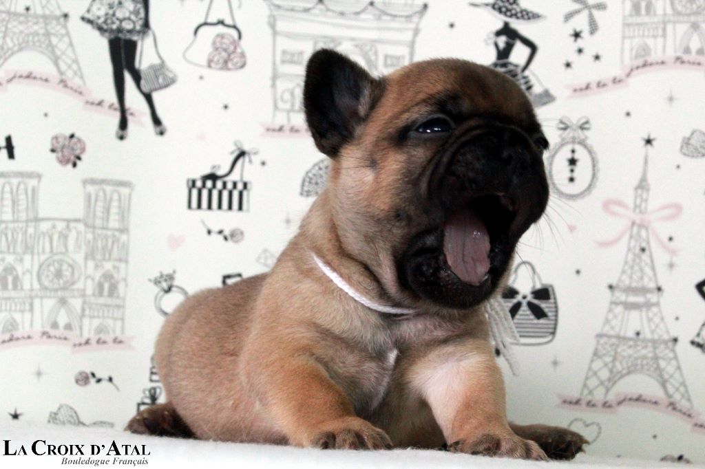 Chiot Bouledogue français de la Croix d'Atal