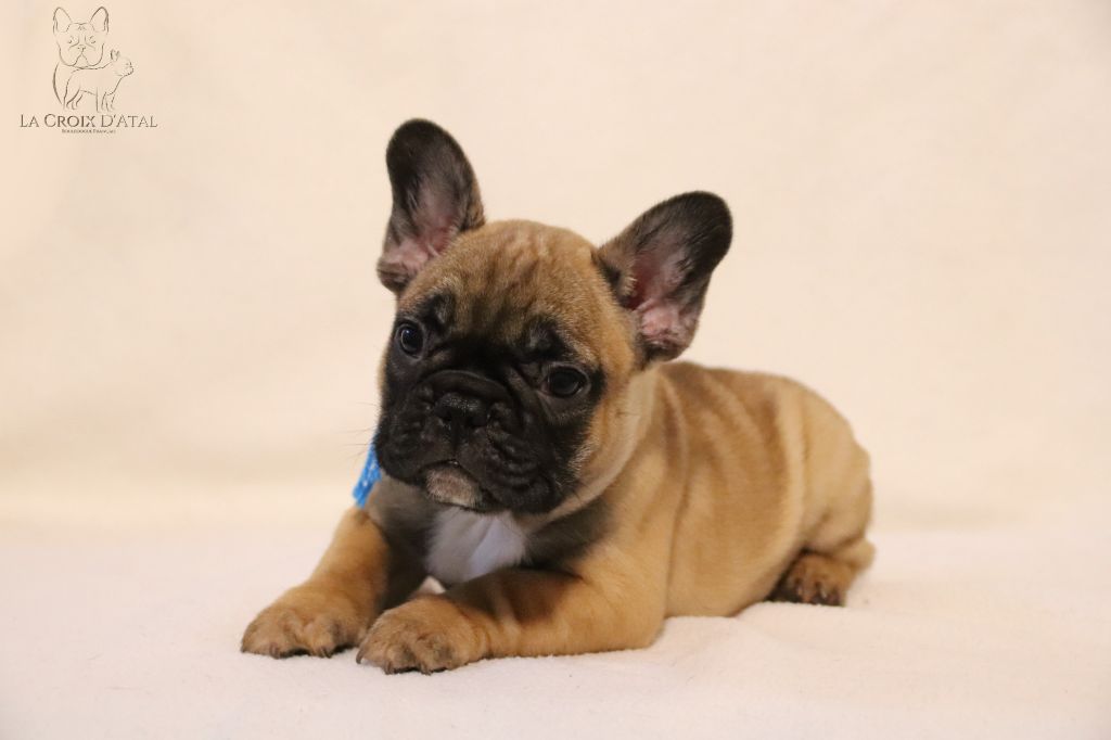 Chiot Bouledogue français de la Croix d'Atal