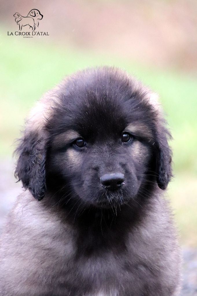 de la Croix d'Atal - Leonberger - Portée née le 17/09/2021