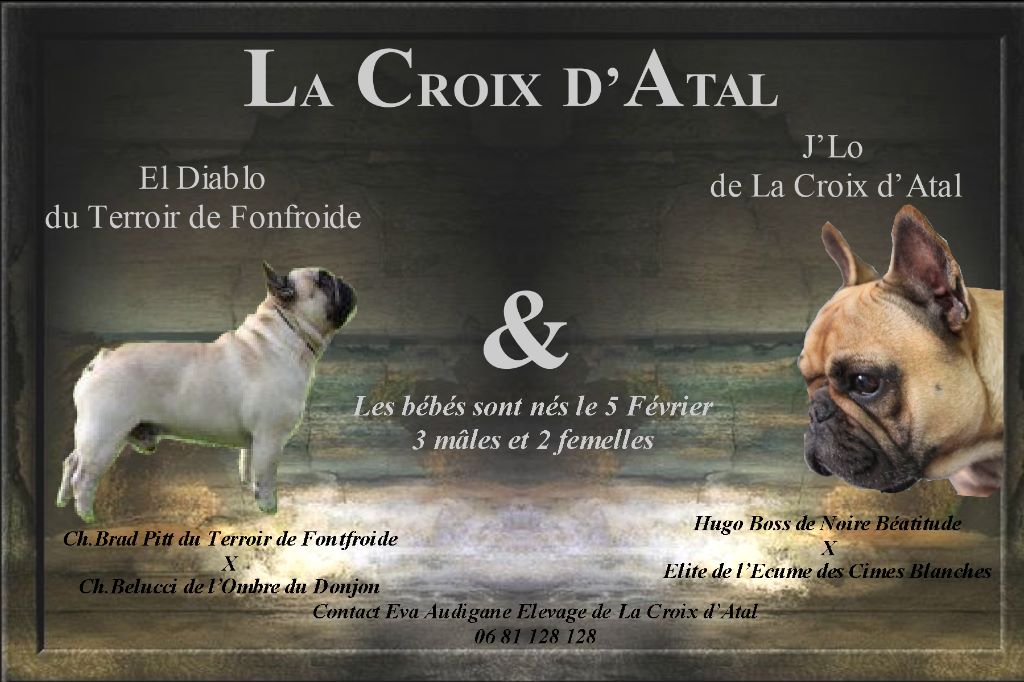 de la Croix d'Atal - Bouledogue français - Portée née le 05/02/2017