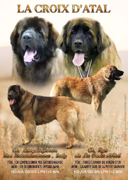 de la Croix d'Atal - Leonberger - Portée née le 10/02/2017