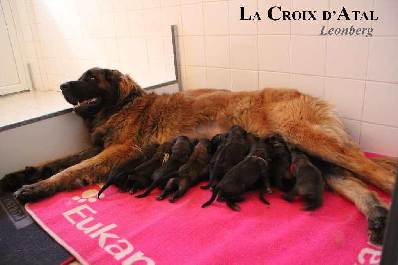 de la Croix d'Atal - Leonberger - Portée née le 02/07/2014