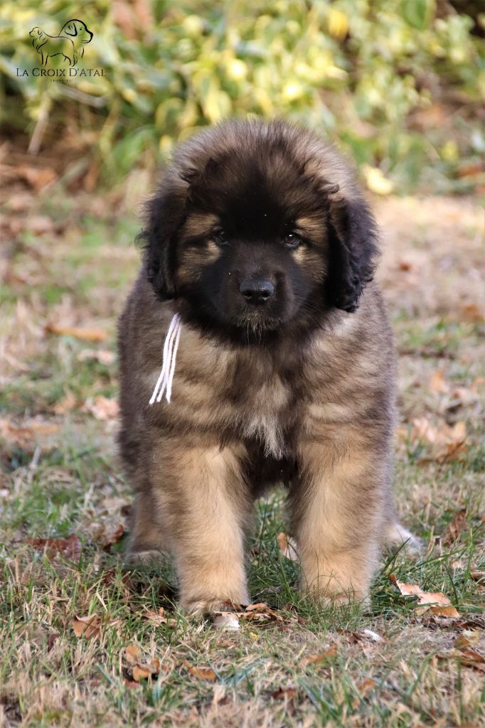 de la Croix d'Atal - Leonberger - Portée née le 19/08/2022