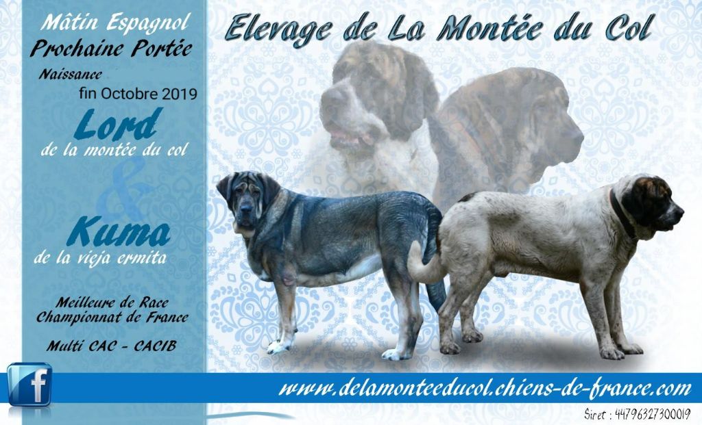 de la Montée du Col - Chiots à naître pour fin octobre 2019