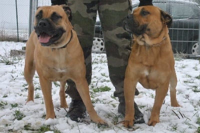 de la Montée du Col - Des chiots pour mars ! 