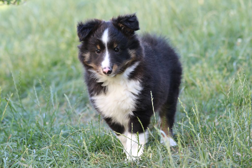 du Clan Castelau - Shetland Sheepdog - Portée née le 24/05/2023