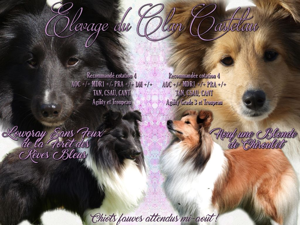 du Clan Castelau - Shetland Sheepdog - Portée née le 12/08/2018