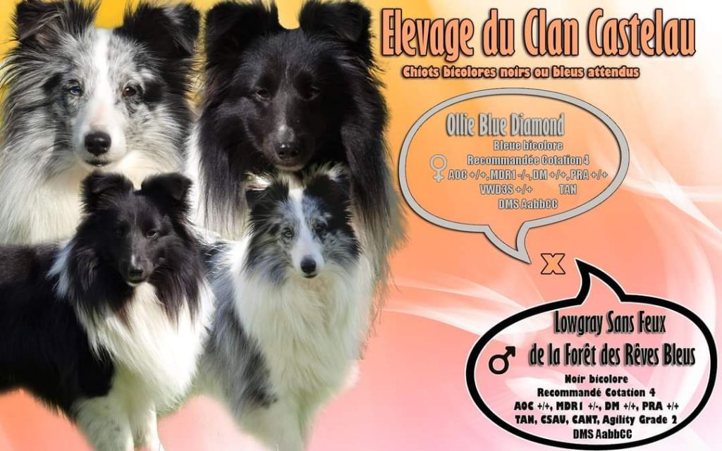 du Clan Castelau - Shetland Sheepdog - Portée née le 20/04/2023