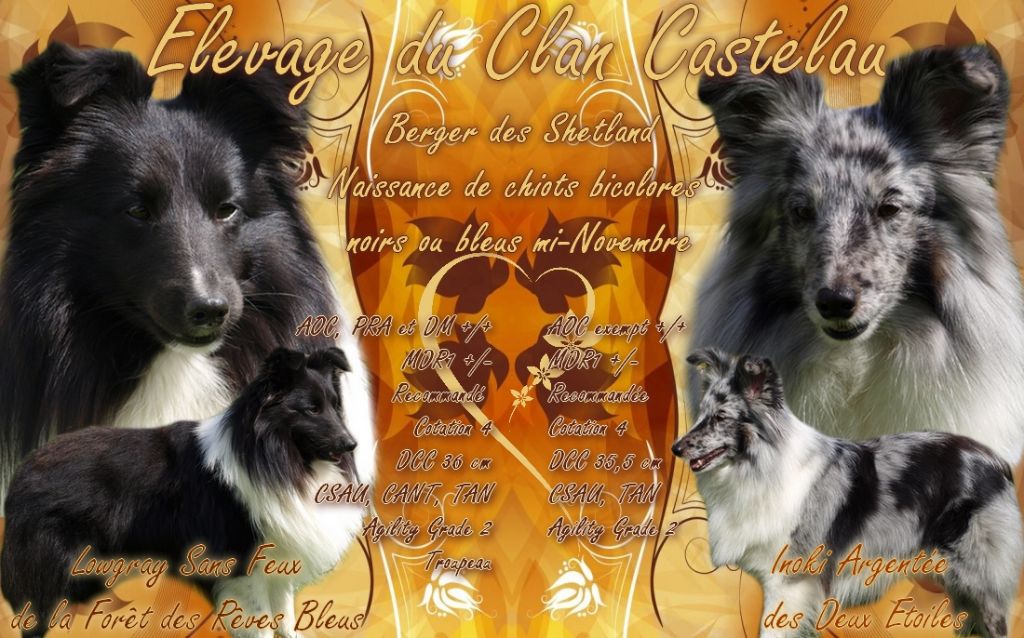 du Clan Castelau - Shetland Sheepdog - Portée née le 17/11/2019