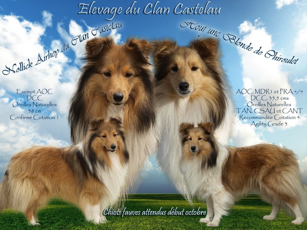 du Clan Castelau - Shetland Sheepdog - Portée née le 04/10/2019