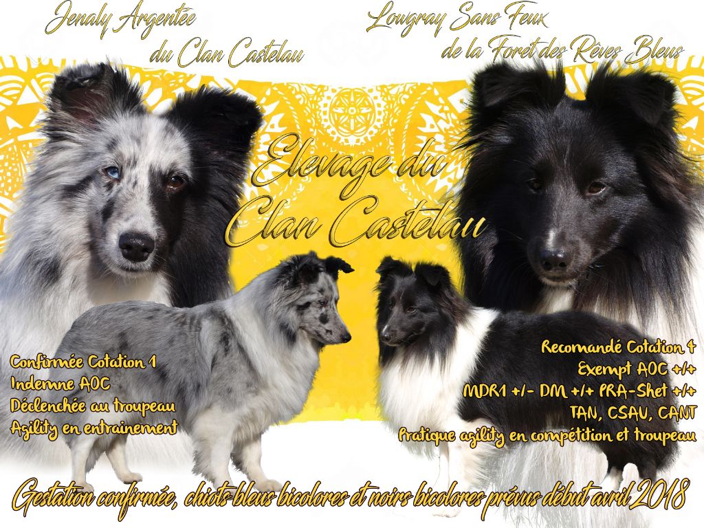 du Clan Castelau - Shetland Sheepdog - Portée née le 04/04/2018