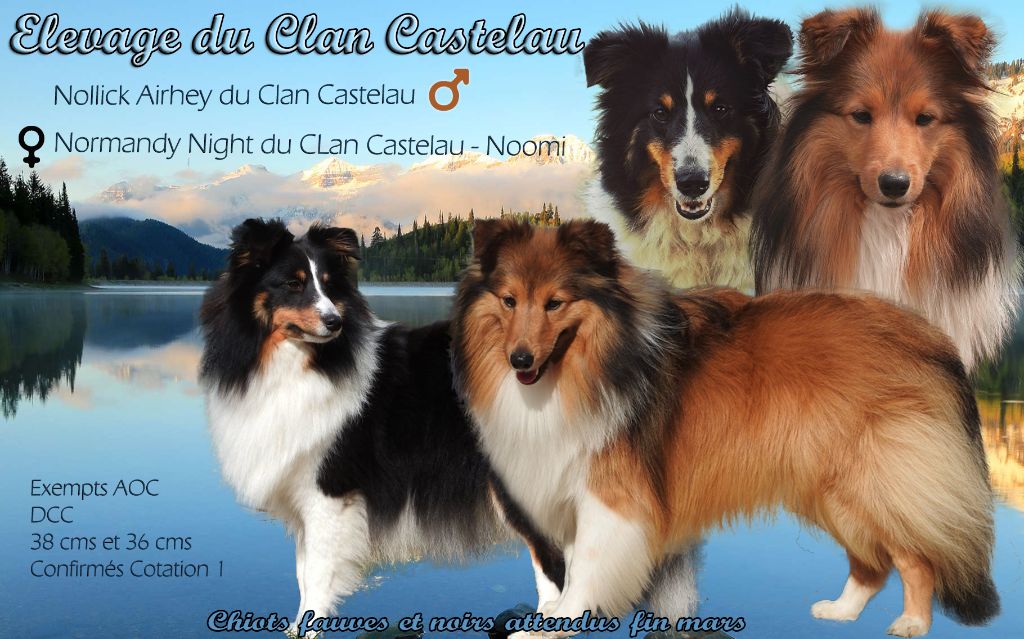 du Clan Castelau - Shetland Sheepdog - Portée née le 26/03/2021