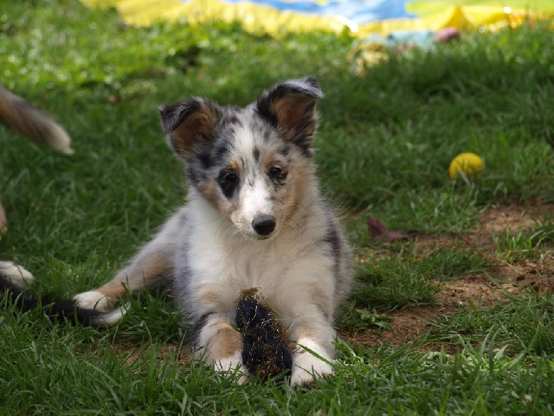 du Clan Castelau - Shetland Sheepdog - Portée née le 11/07/2015