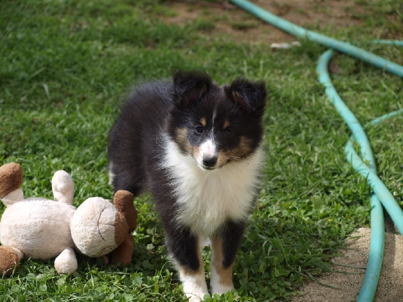 du Clan Castelau - Shetland Sheepdog - Portée née le 21/07/2015