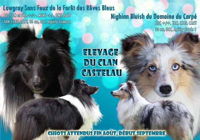 du Clan Castelau - Shetland Sheepdog - Portée née le 01/09/2019