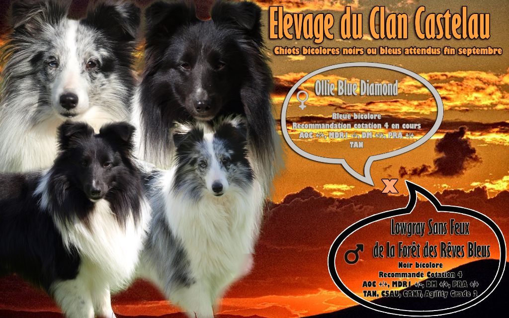 du Clan Castelau - Shetland Sheepdog - Portée née le 11/09/2021