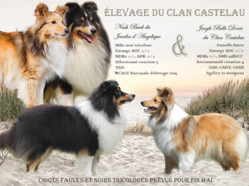 du Clan Castelau - Shetland Sheepdog - Portée née le 28/05/2021