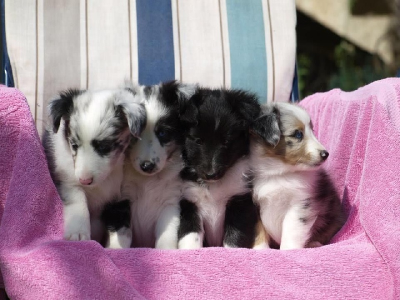 du Clan Castelau - Shetland Sheepdog - Portée née le 24/07/2014