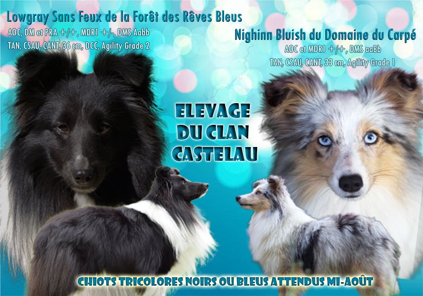 du Clan Castelau - Shetland Sheepdog - Portée née le 15/08/2021