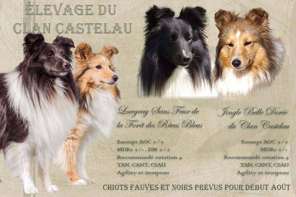 du Clan Castelau - Shetland Sheepdog - Portée née le 30/07/2017