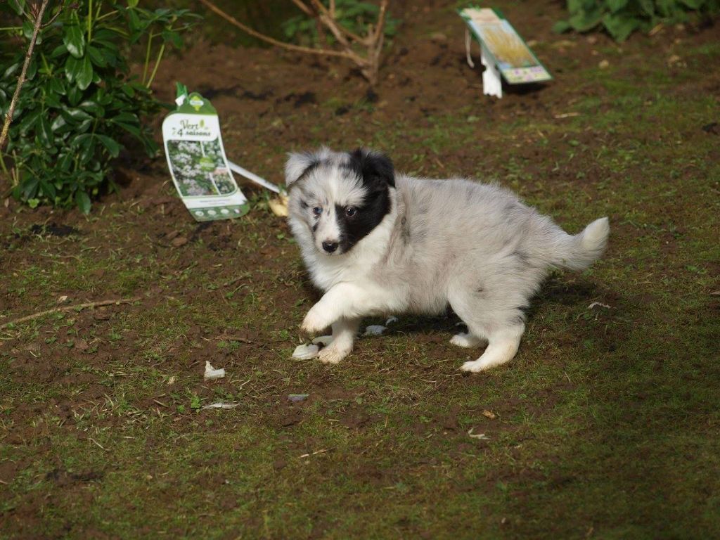 du Clan Castelau - Shetland Sheepdog - Portée née le 02/12/2014