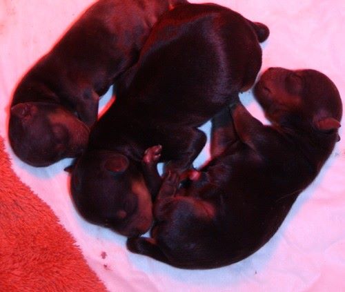 des Bruyères de Line - Des bébés sont arrivés aux BRUYERES DE LINE